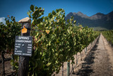 Fototapeta  - Weinbaugebiet bei Stellenbosch in Südafrika