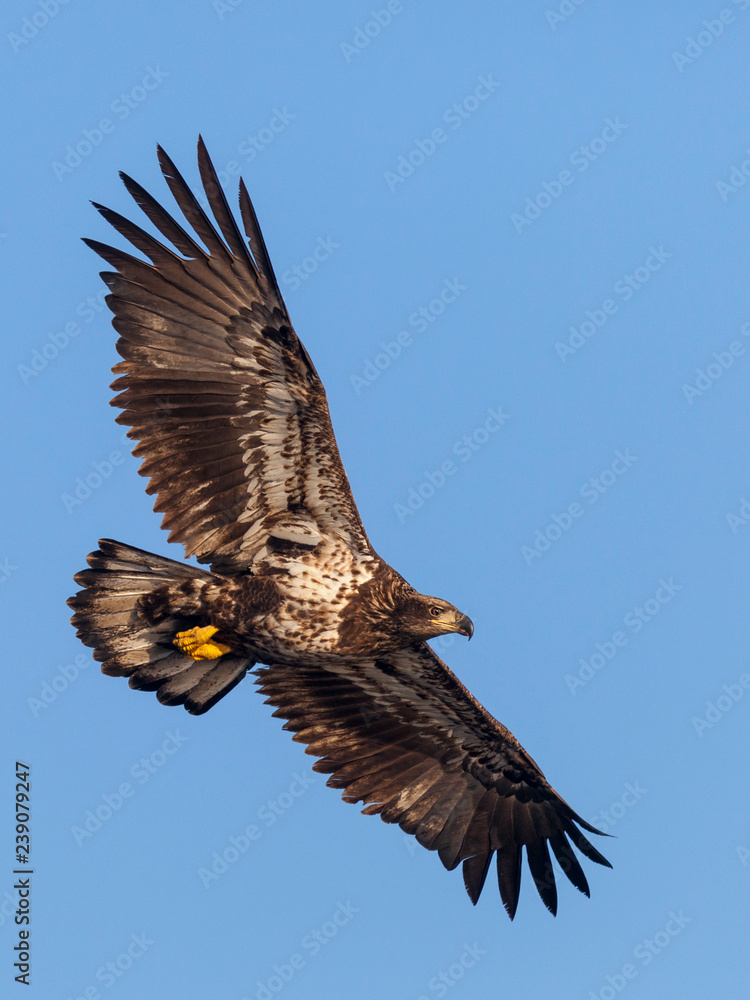 Poster Juvenile Bald Eagle In Flight Clipping Path Included