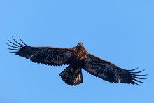 Juvenile Bald Eagle In Flight With Spread Wings. The Photo Was Taken By Mississippi River In Iowa, USA.