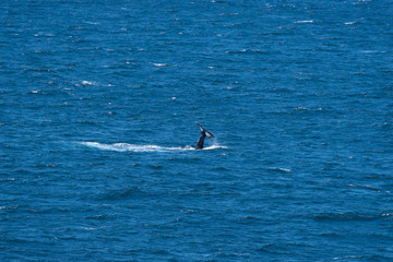 whale humpback tail