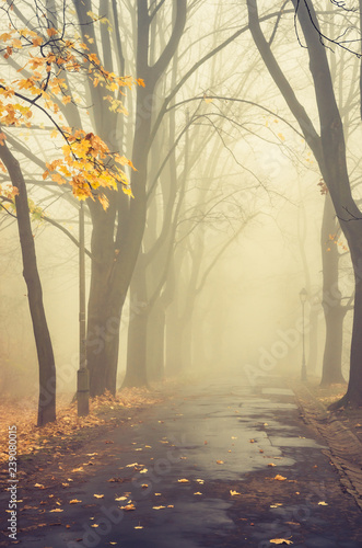 Zdjęcie XXL Jesieni mgłowa drzewna aleja w parku na mglistym dniu w Krakow, Polska