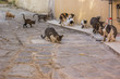 © Артём Князь - crowd street cats in narrow outdoor south urban environment without people