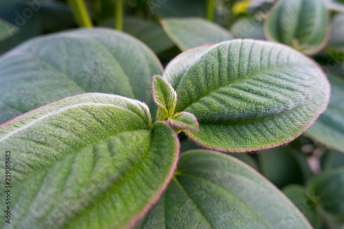 Grandiflora Tibouchina A Hairy Leaf Plant That Make A Large Leaf Princess Flower That Are Purple Stock Photo Adobe Stock