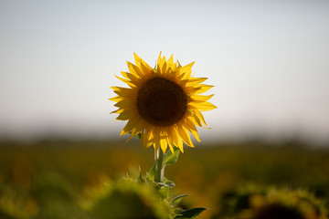 girasol, flor, verano,naturaleza