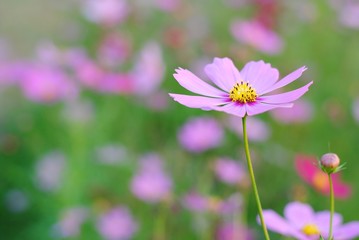 Wall Mural - cosmos flowers vintage tone nature