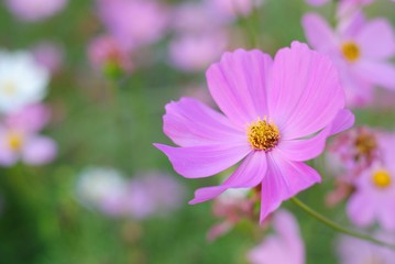 Wall Mural - pink cosmos flowers nature green garden background
