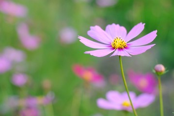 Wall Mural - pink cosmos flowers nature green garden background
