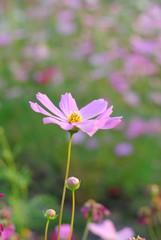 Wall Mural - flowers nature cosmos beauty color garden blurred soft