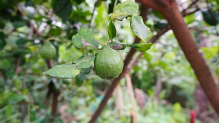 Poster - Lime tree in the garden