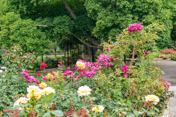 Poster - multi colored rose bed in summer sun