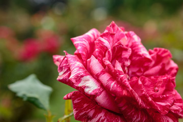 Poster - red and pink rose in garden with green background 1