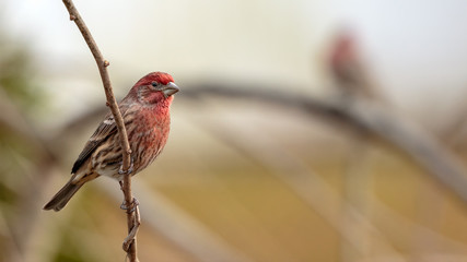 House Finch