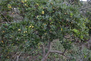 Wall Mural - Japanese pittosporum fruits