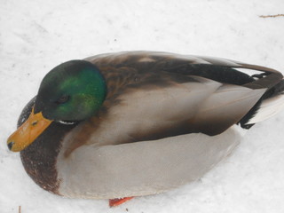 duck in snow