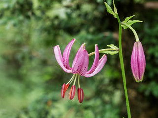 Flowers in forest mountainwild ,close up ,Lilium martagon L.