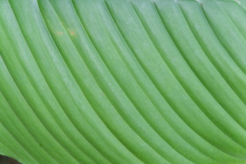 Poster - green leaf texture background