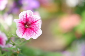 Poster - beautiful flower background