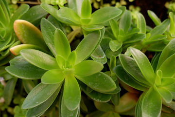 Sticker - close up kalanchoe background