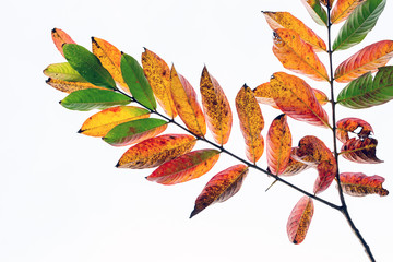 Wall Mural - Colorful leaves on a white background.