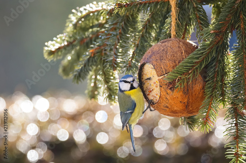 Eurasian Blue Tit Bird In Blue Yellow Eating Bird Feeder In