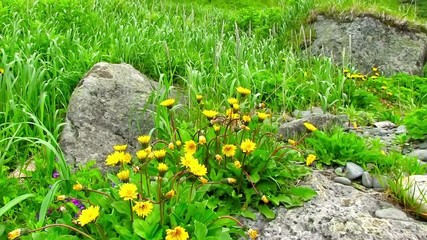 Wall Mural - a large stone lies among the grass on a summer meadow