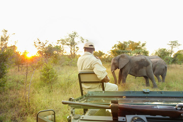 African Elephants in South African game reserve