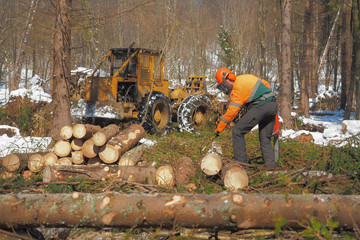 Poster - Lumberjacks and tractor work in the forest