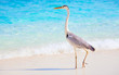 Bird on the maldives beach