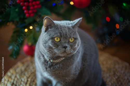 Beautiful Gray British Shorthair Cat In A Silver Collar On The