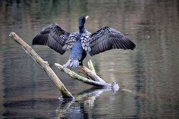 Wall Mural - Cormorant