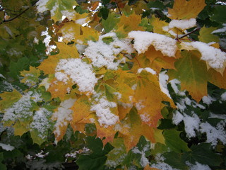 Sticker - maple leaf in snow