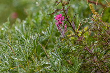 Pink Wildflowers And Dew At Meadow In Washington