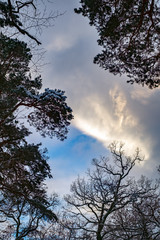 Silhouette of pine tree branches on  dramatic blue cloudy sky