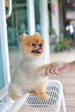 Fototapeta Zwierzęta - woman owner give shake hand with small pomeranian dog cute pets friendly