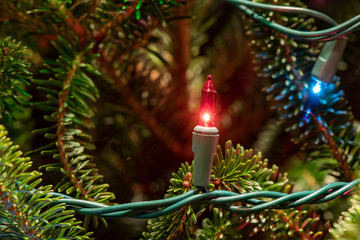 Wall Mural - Close up of a string of Christmas holiday festive lights hung on a Frasier fir tree with copy space