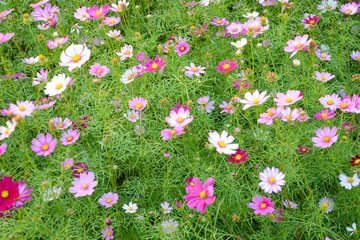 Bac Son Flower Valley or Thung Lung Hoa Bac son in Vietnamese, Lang Son, Vietnam