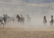 © natureguy - Herd of Wild Horses in the Utah Desert