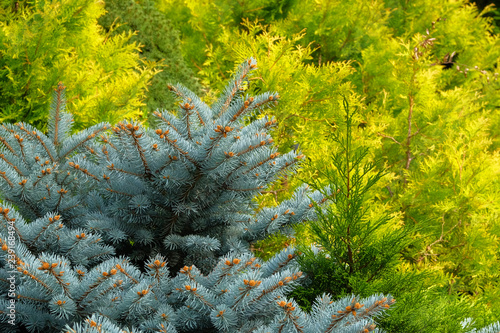 Foto Blue spruce and green cypress in garden store