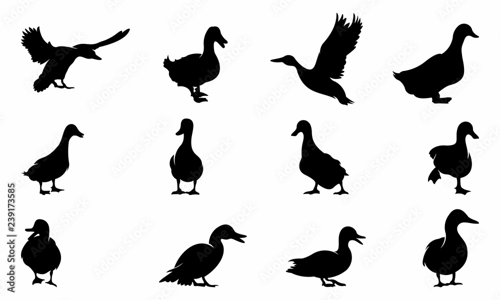 set of duck silhouette collection vector illustration vector wall mural zuravagansa set of duck silhouette collection vector illustration vector wall mural