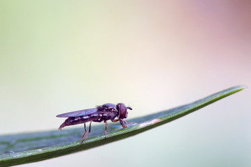 fly on a leaf