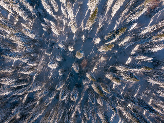 Canvas Print - Top view drone forest winter aerial
