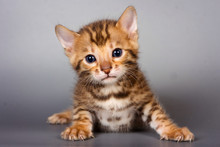 Bengal Cat Kitten On A Gray Background