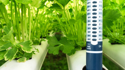 Digital pH meter tester Controllers in Hydroponic garden farm, with copy space for your text. .