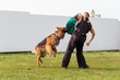The instructor conducts the lesson with the German Shepherd dog