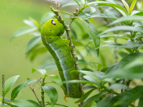 Fotografía Beautyful green caterpillar with blue and white eyespots