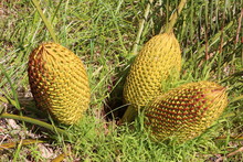 Pollen Cones Of A Zamia Palm  (Macrozamia Riedlei) Is A Species Of Cycad And Endemic To Southwest Australia
