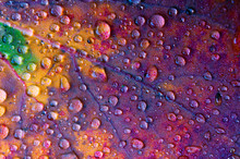 Leaf In Autumn Colors Covered With Dew Drops