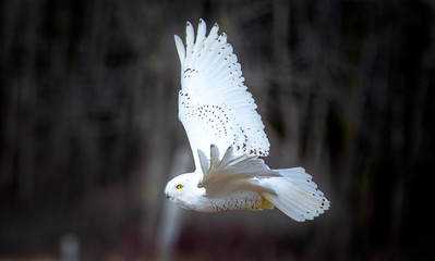 Fototapete - Snowy Owl