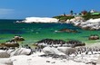 African Penguins at Boulders Beach located in Simon's Town  Cape Town , South Africa
