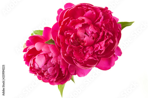 beautiful peony flowers Canvas Print